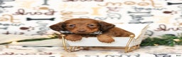 Miniature Dachshund dogs for sale: Isabella - Ad 2