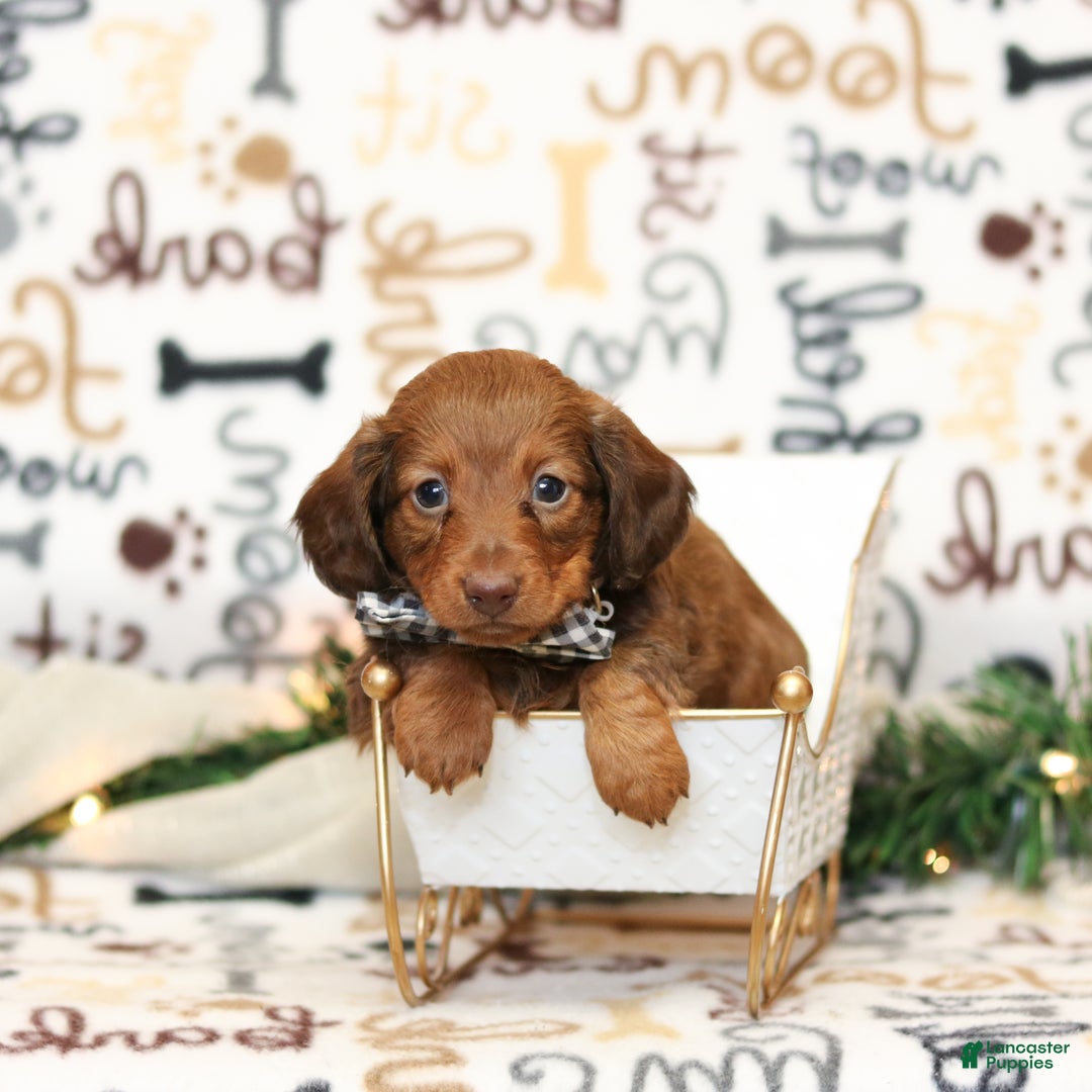 Miniature Dachshund dogs for sale: Isabella - Ad 2
