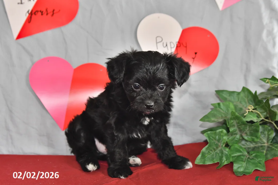 Mixed Breed dogs for sale: Eclipse - Ad 4