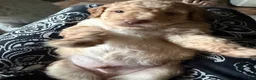 Aussiedoodle dogs for sale: Charlie - Ad 6