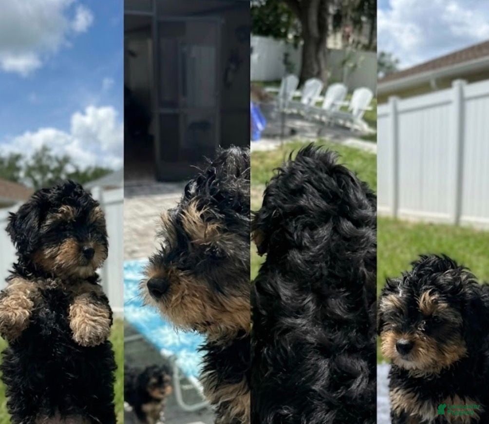 Mixed Breed dogs Mixed Breed 3 - Ad 1