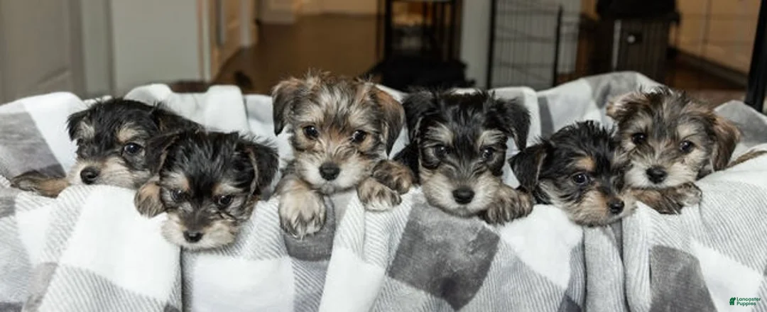 Mixed Breed dogs for sale: Mixed Breed Puppy 2 - Ad 8