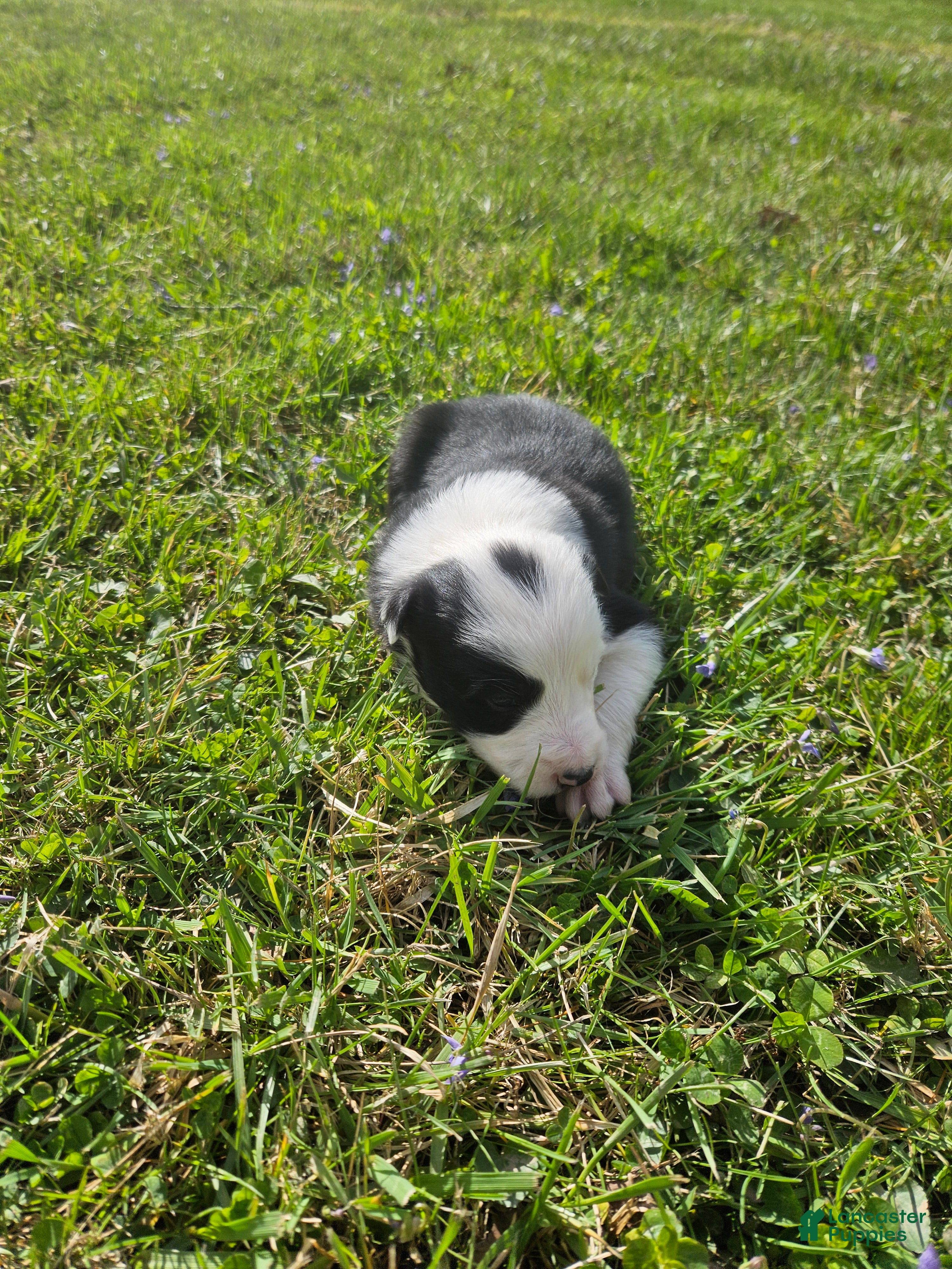 Border Collie dogs Scotty - Ad 22