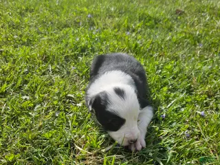 Border Collie dogs Scotty - Ad 22