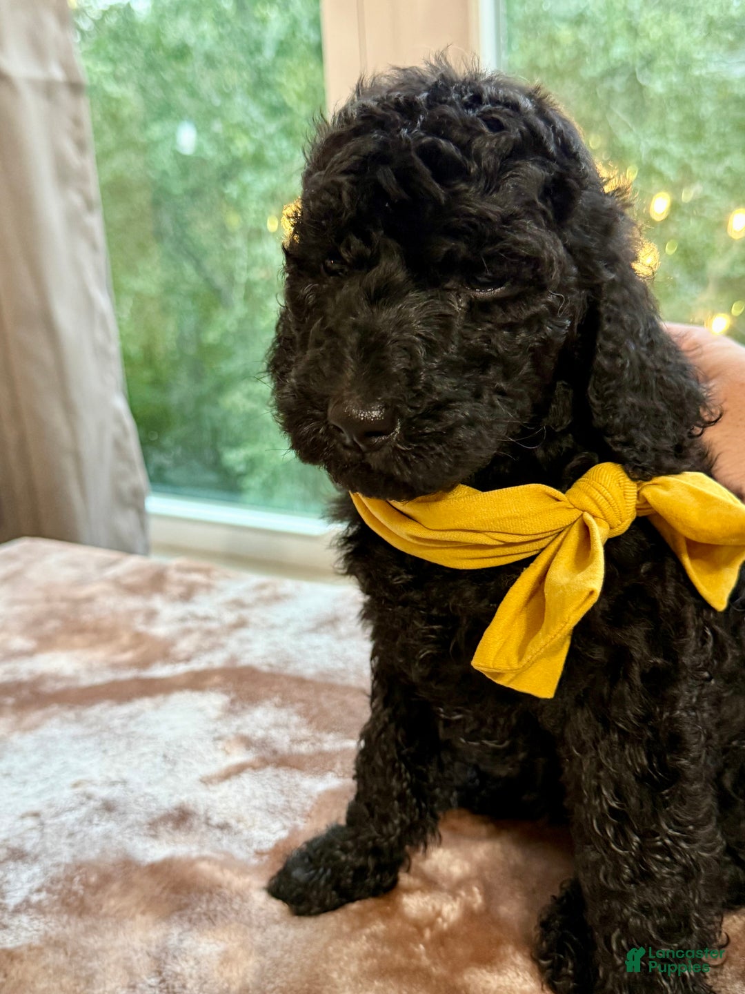 Standard Poodle dogs for sale: Standard Poodle Puppy 8 - Ad 5