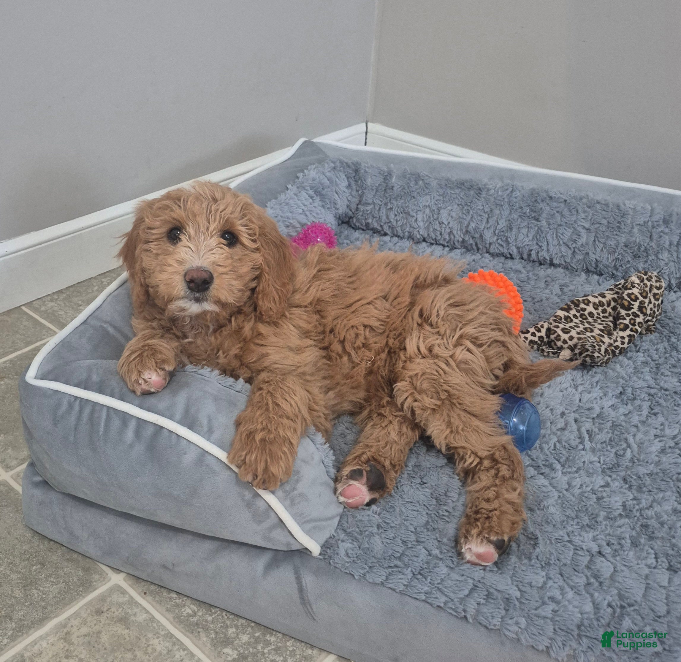 Goldendoodle dogs Lacey - Ad 2