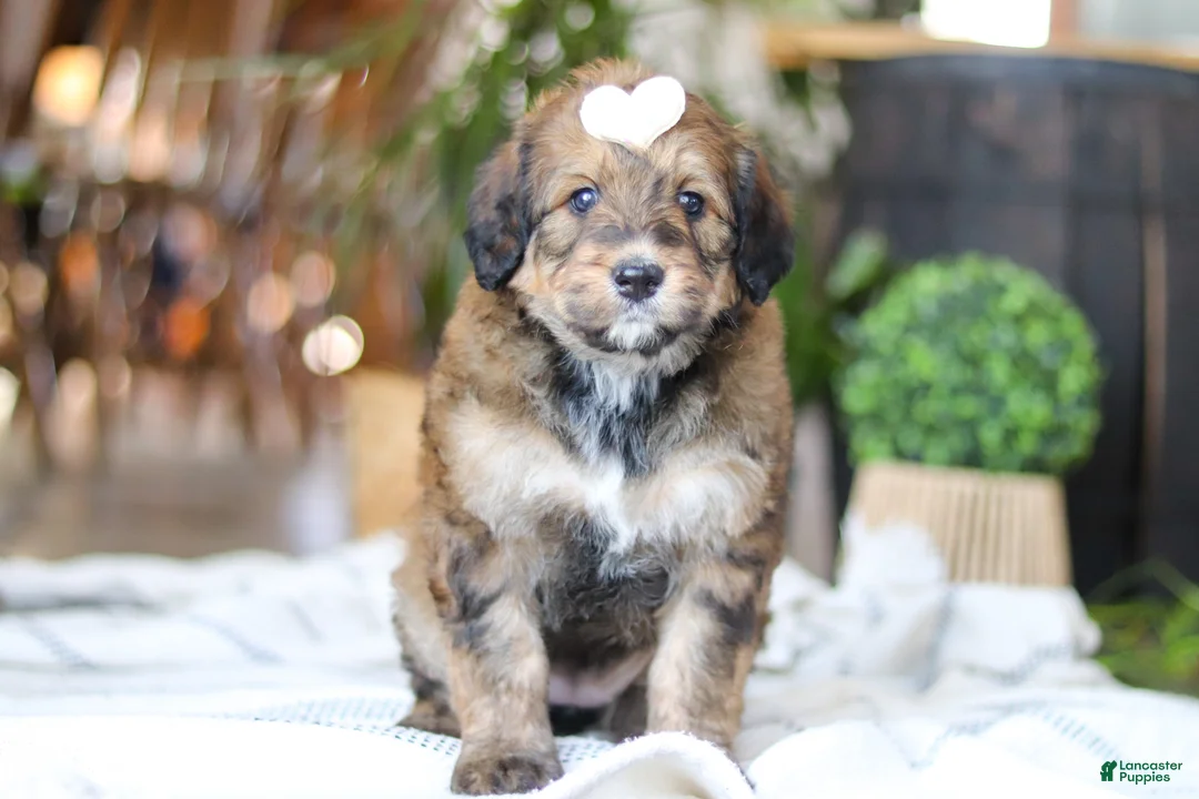 Bernedoodle dogs for sale: Clover - Ad 1