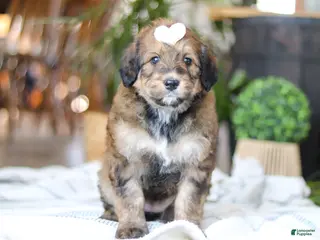 Bernedoodle dogs Clover - Ad 7