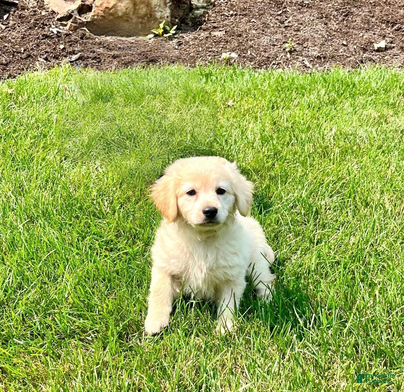 Mixed Breed dogs Sweet Pea❤️AKC Cocker Spaniel🐾American Eskimo🐶15pds at Maturity - Ad 1