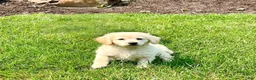 Mixed Breed dogs for sale: Sweet Pea❤️AKC Cocker Spaniel🐾American Eskimo🐶15pds at Maturity - Ad 1