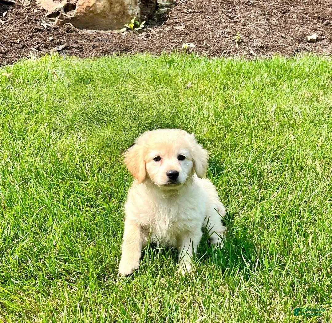 Mixed Breed dogs for sale: Sweet Pea❤️AKC Cocker Spaniel🐾American Eskimo🐶15pds at Maturity - Ad 1