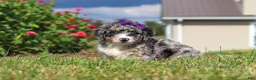 Mini Bernedoodle dogs for sale: Grace - Ad 2