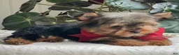 Yorkshire Terrier dogs for sale: Fido - Ad 11