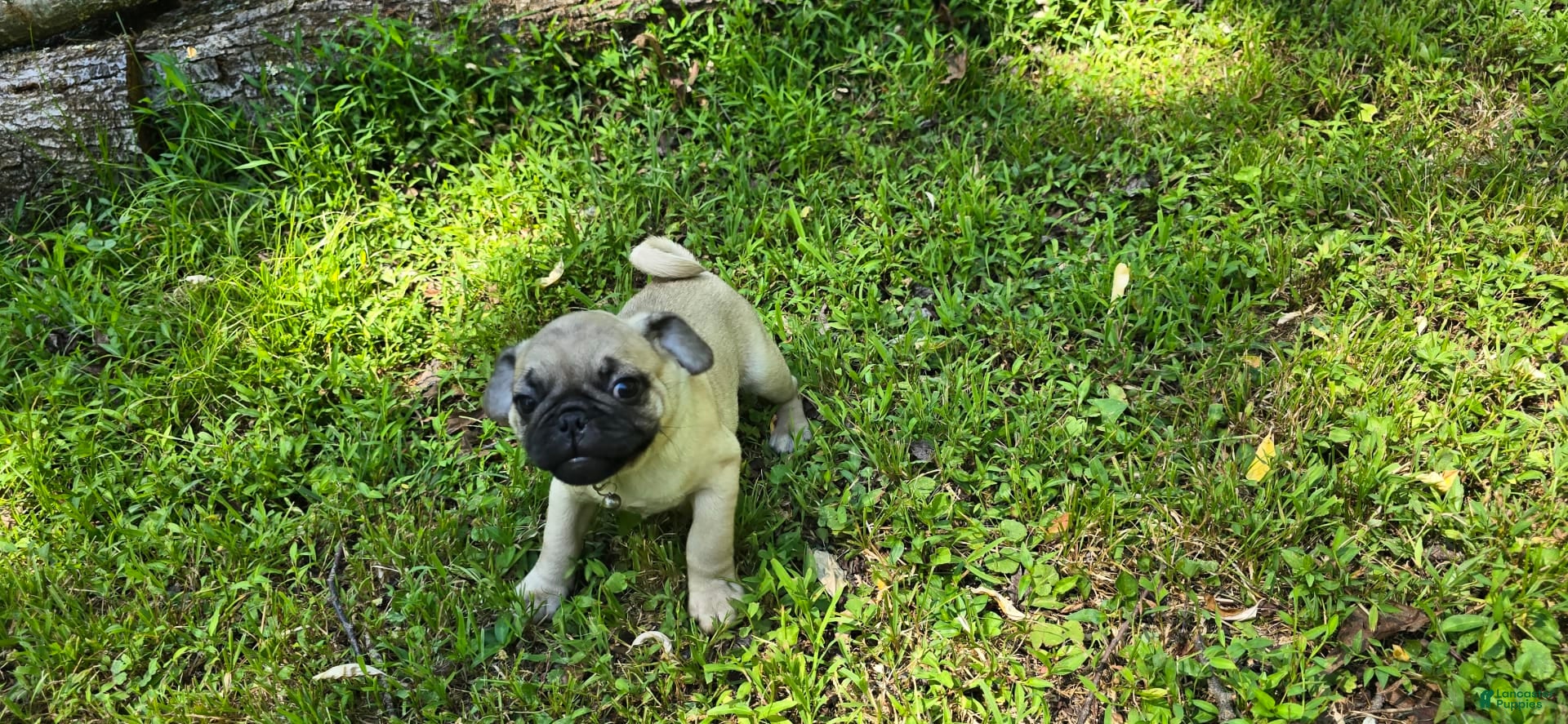 Pug dogs Davy - Ad 41