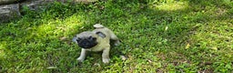 Pug dogs for sale: Davy - Ad 1