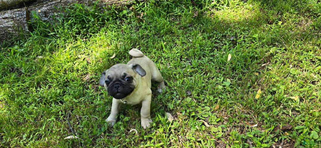 Pug dogs for sale: Davy - Ad 1