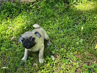 Pug dogs Davy - Ad 26