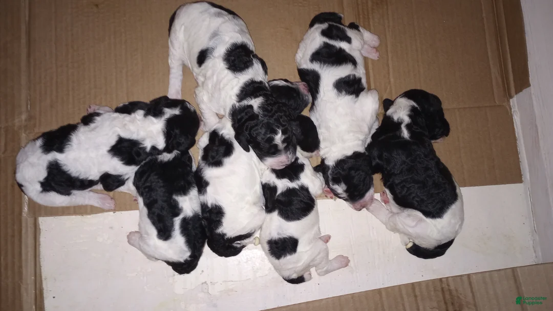 Standard Poodle dogs for sale: Standard Parti Poodle 6 - Ad 1