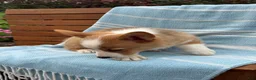 Welsh Corgi Pembroke dogs for sale: Jojo - Ad 11