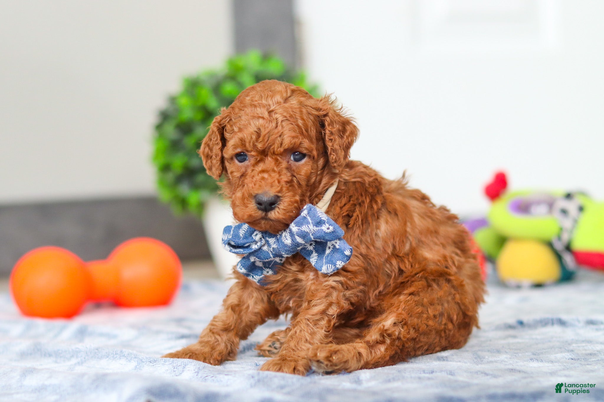 Mini Goldendoodle dogs Mitch - Ad 2