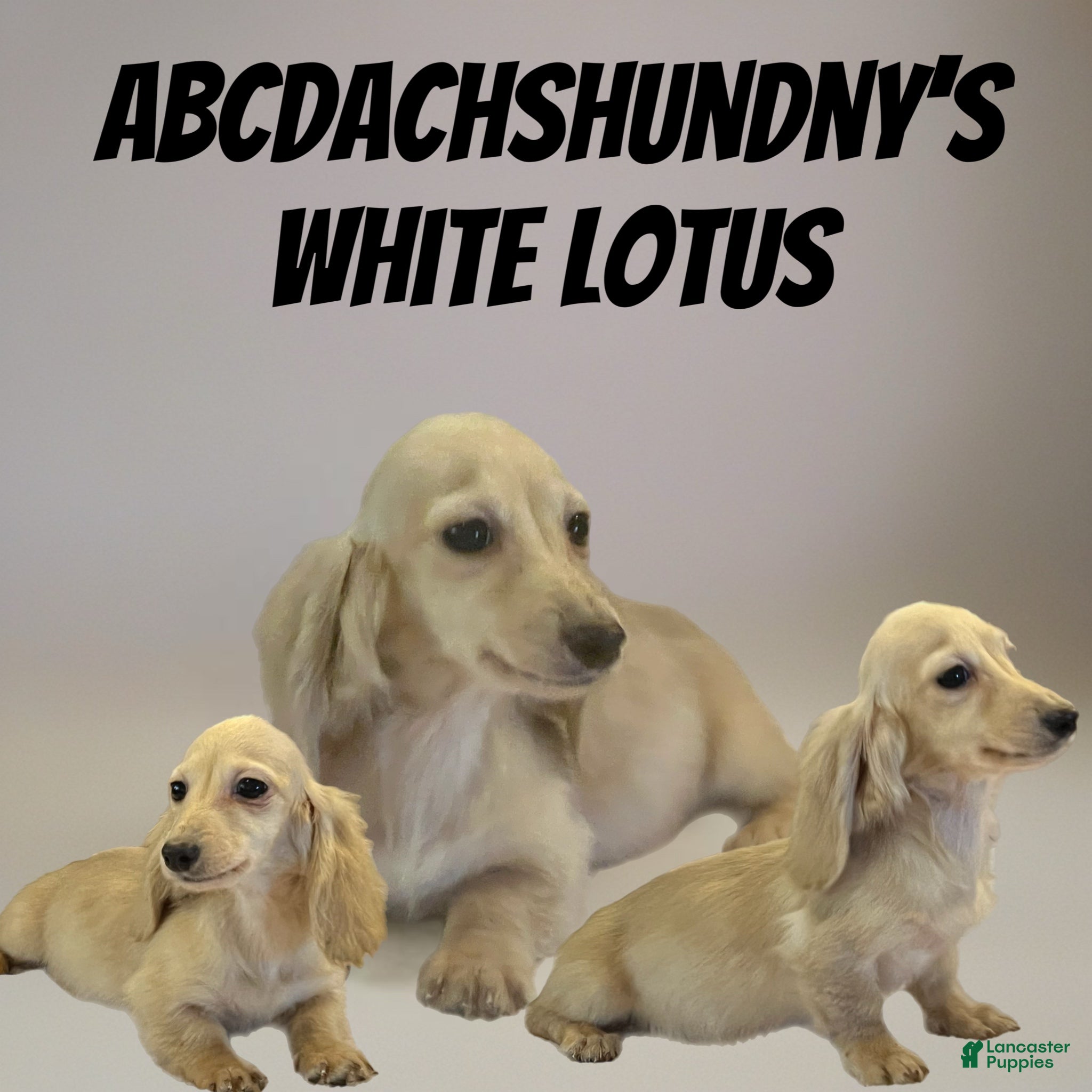 Miniature Dachshund dogs AKC Lotus - Ad 12