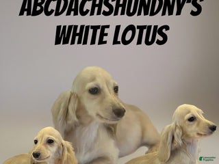 Miniature Dachshund dogs AKC Lotus - Ad 11