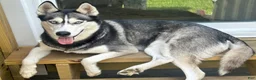 Siberian Husky dogs for sale: Roque Knight - Ad 10