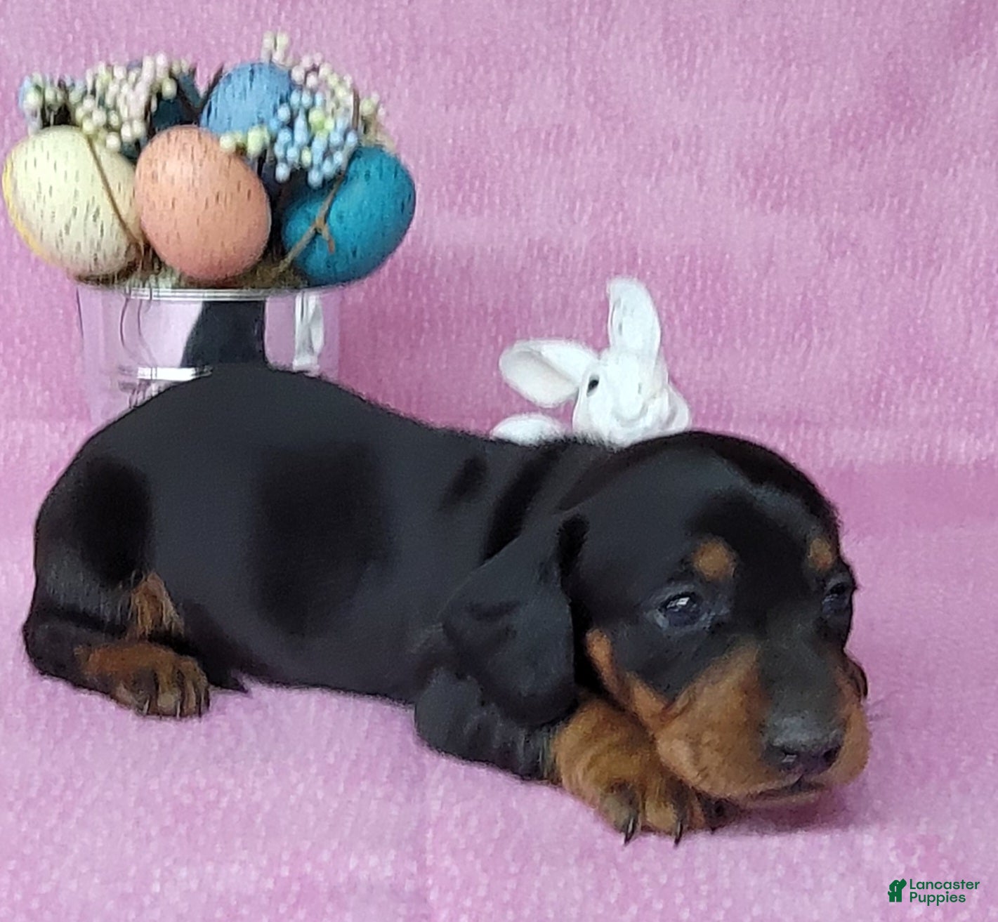 Miniature Dachshund dogs Sofia AKC - Ad 27