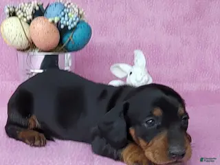 Miniature Dachshund dogs Sofia AKC - Ad 27