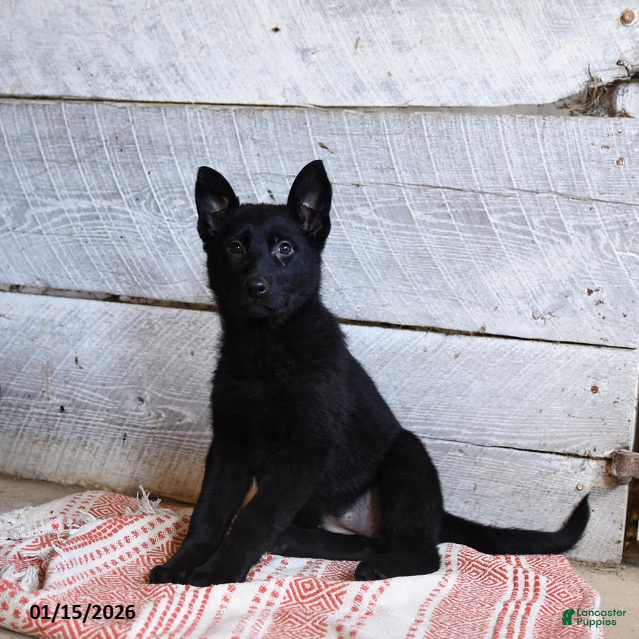 German Shepherd dogs Berry  - Ad 6