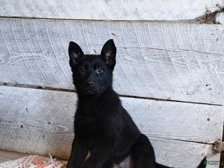 German Shepherd dogs Berry - Ad 28