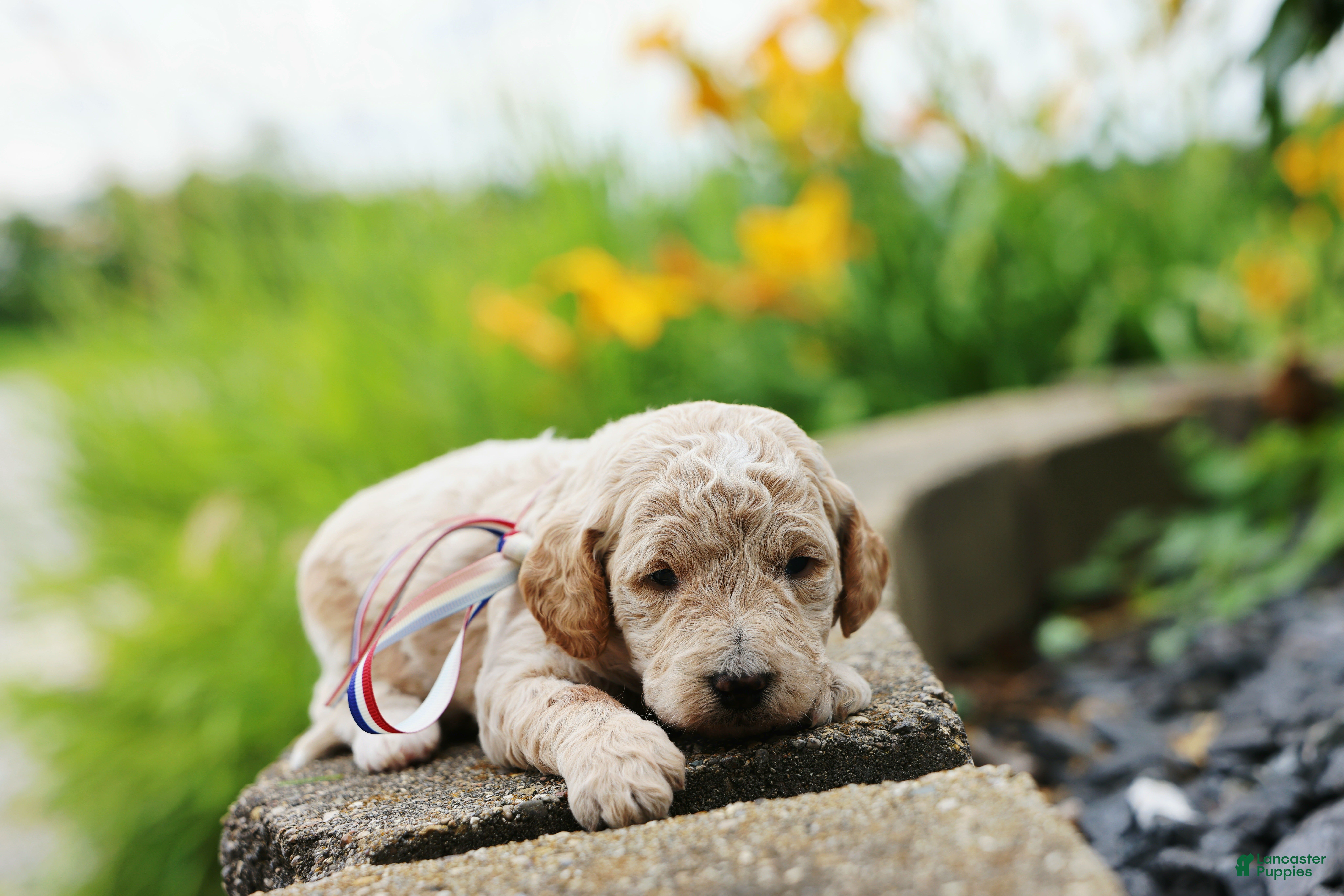 Mini Goldendoodle dogs Paddington - Ad 2