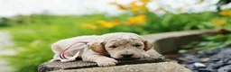 Mini Goldendoodle dogs for sale: Paddington - Ad 7