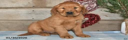 Golden Retriever dogs for sale: Ajax - Ad 5
