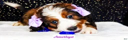 Bernedoodle dogs for sale: Amethyst - Ad 4
