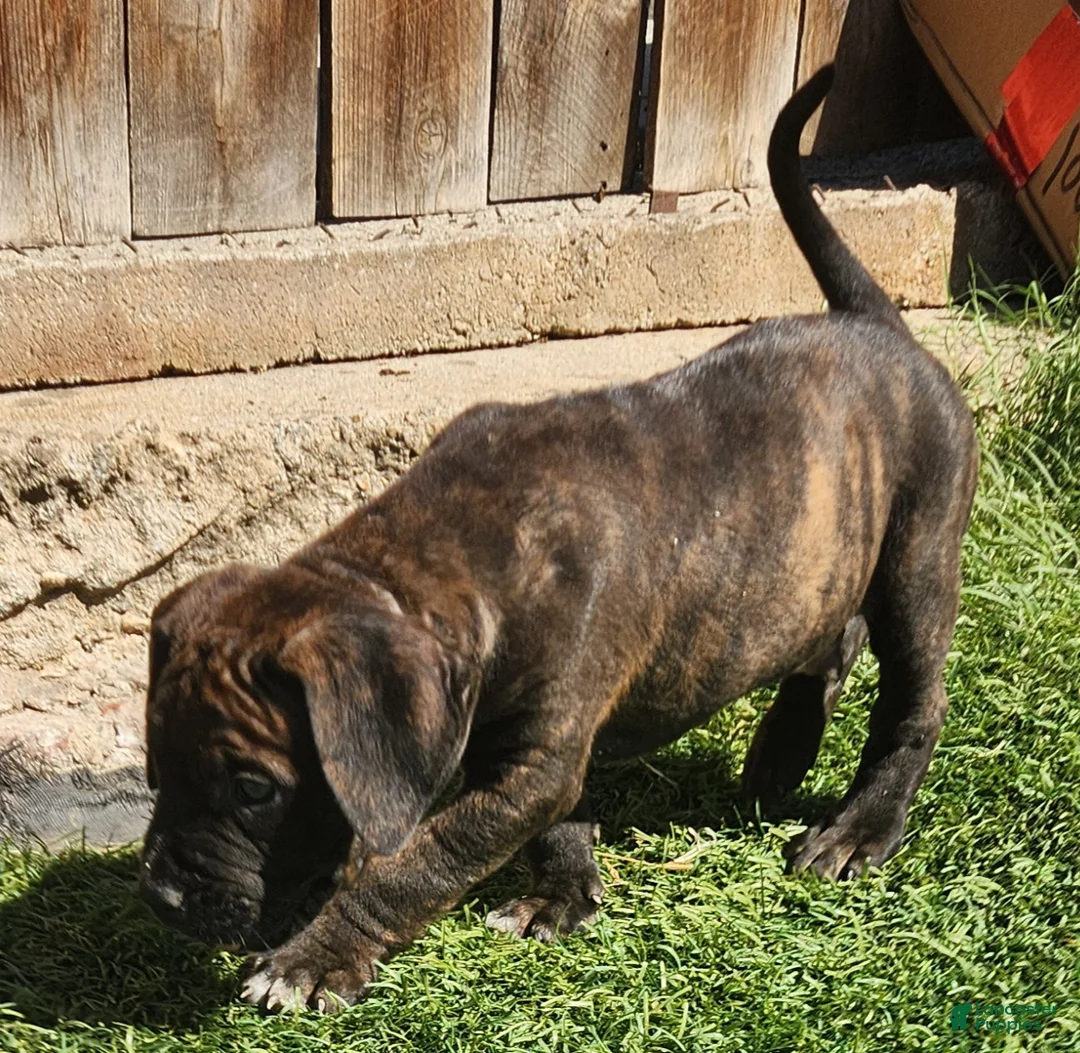 Mixed Breed dogs for sale: Mixed Breed 8 - Ad 2