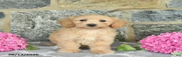 Maltipoo dogs for sale: Ember  - Ad 3