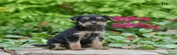 Morkie dogs for sale: Bandit - Ad 4
