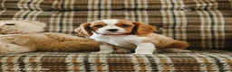 Cavalier King Charles Spaniel dogs for sale: Dallas - Ad 1