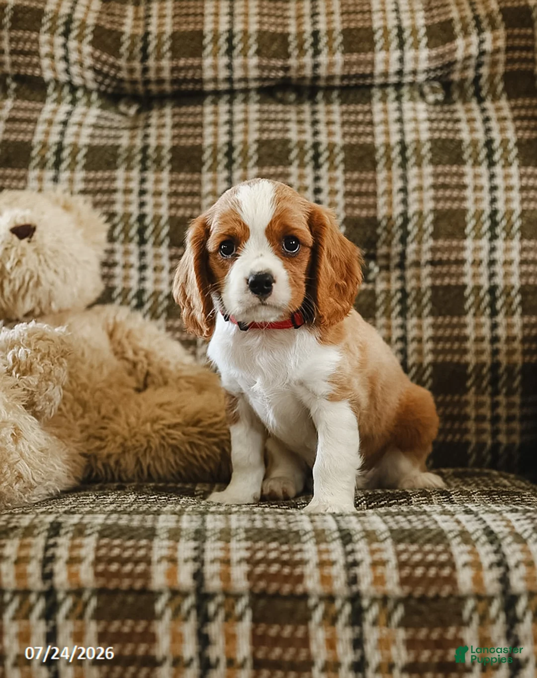 Cavalier King Charles Spaniel dogs for sale: Dallas - Ad 1