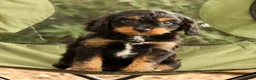 Cavapoo dogs for sale: Stanley - Ad 7