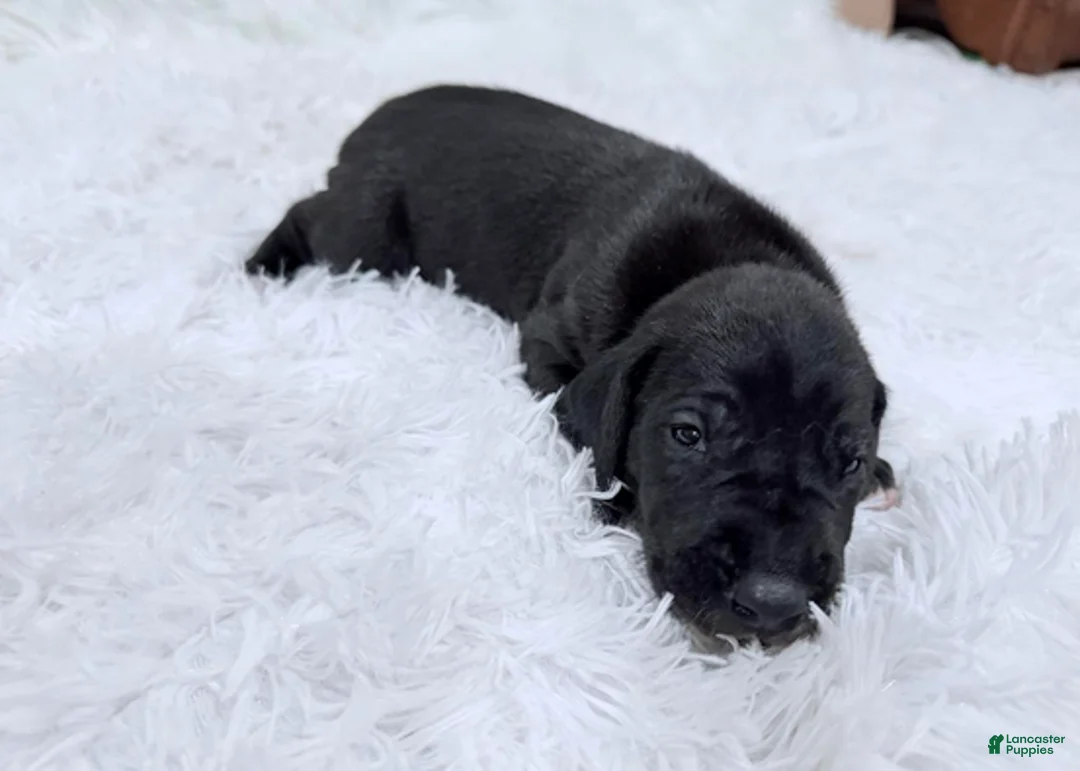 Great Dane dogs for sale: Luna Lovegood - Ad 6