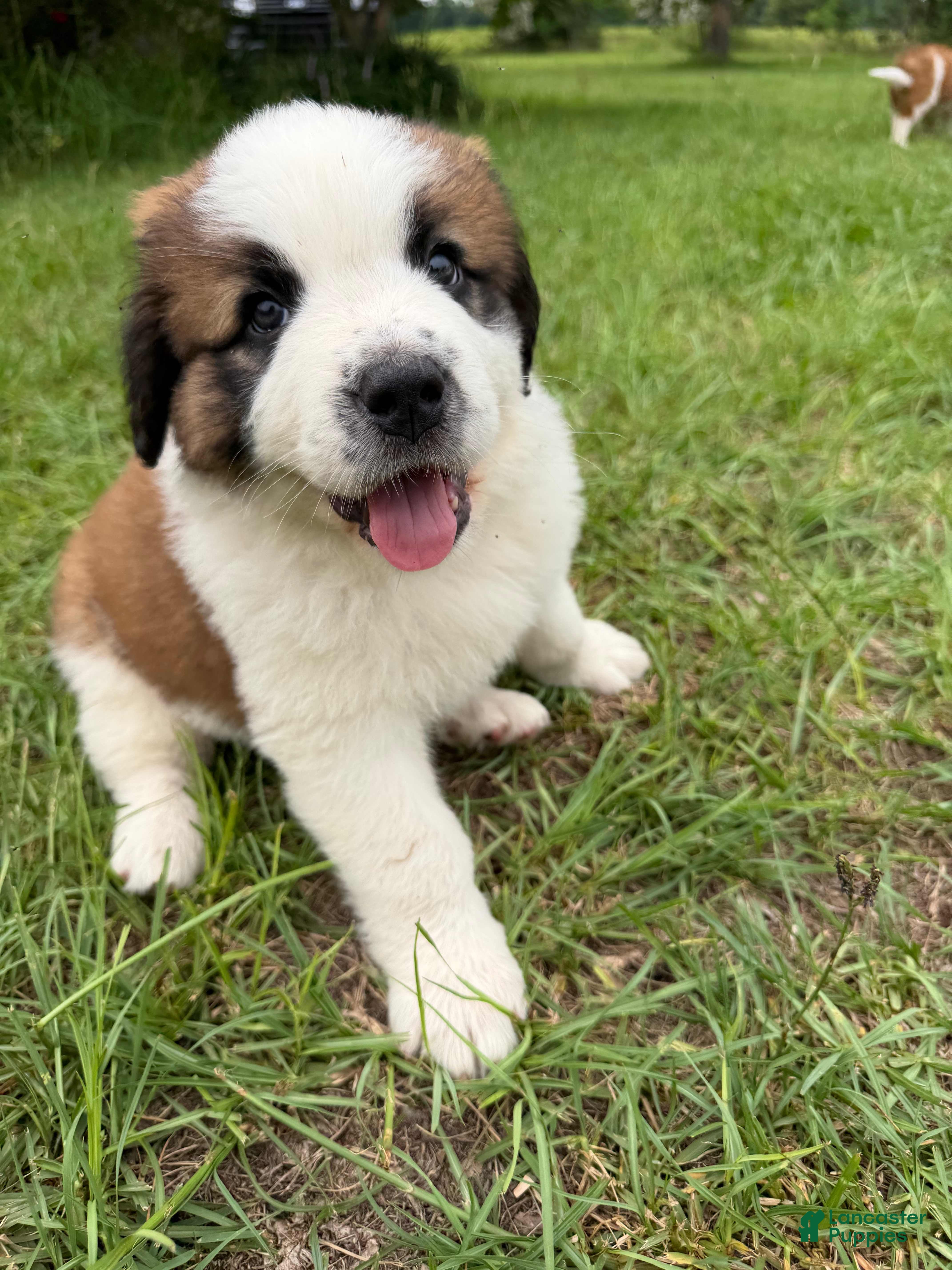 Mixed Breed dogs Saint Bernard Pyrenees mix Puppy 2 - Ad 34