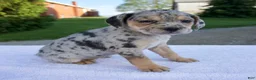 Beabull dogs for sale: Kim - Ad 3