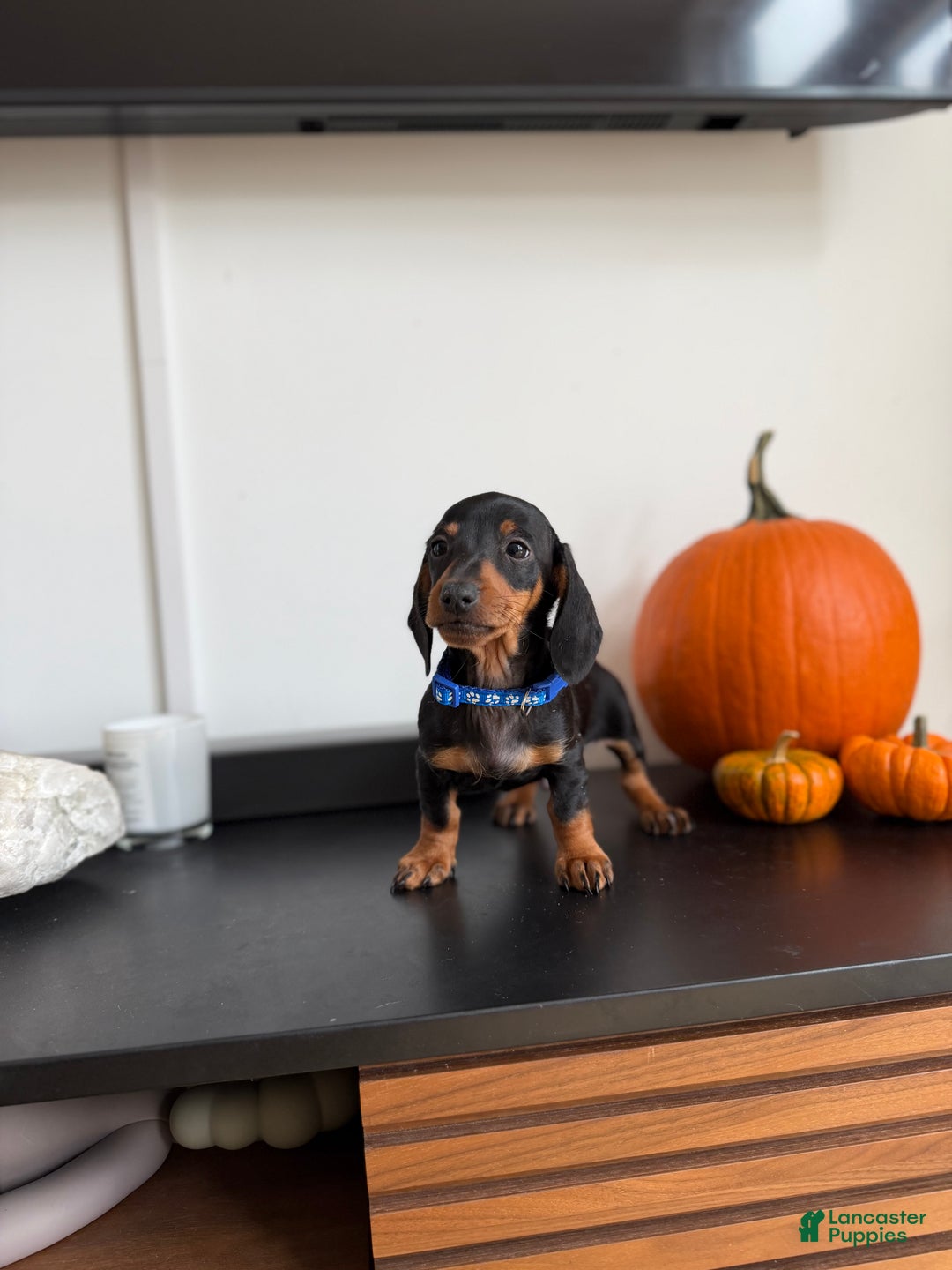 Miniature Dachshund dogs for sale: Miko - Ad 3