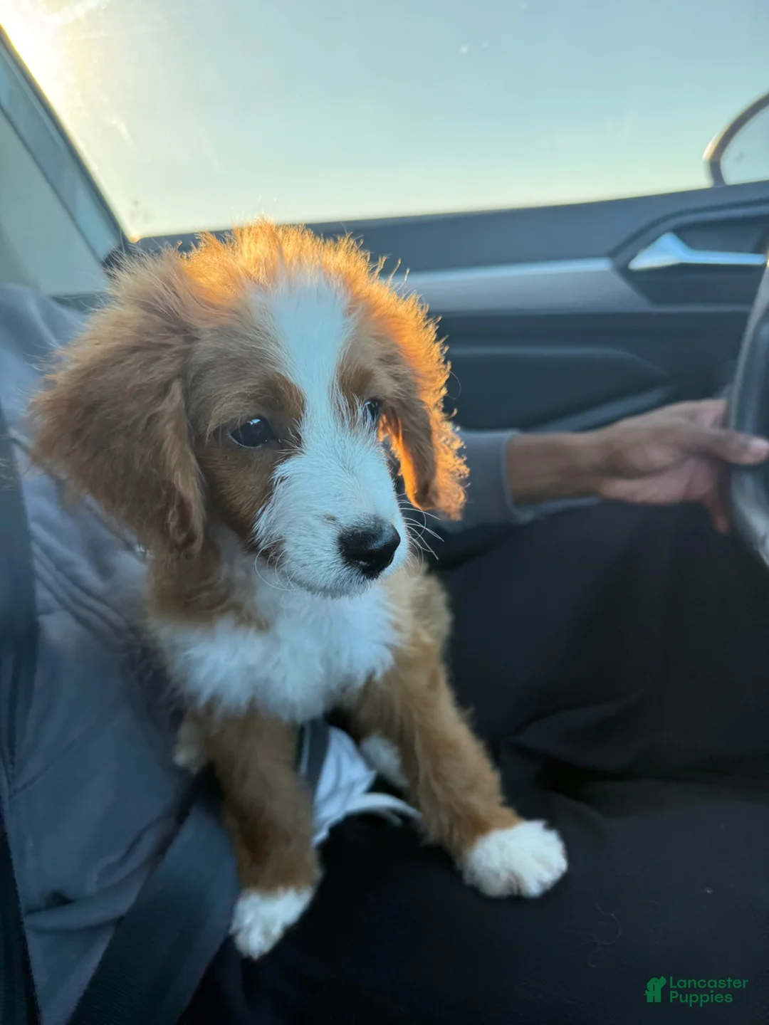 Cavapoo dogs for sale: Cavapoo 1 - Ad 1