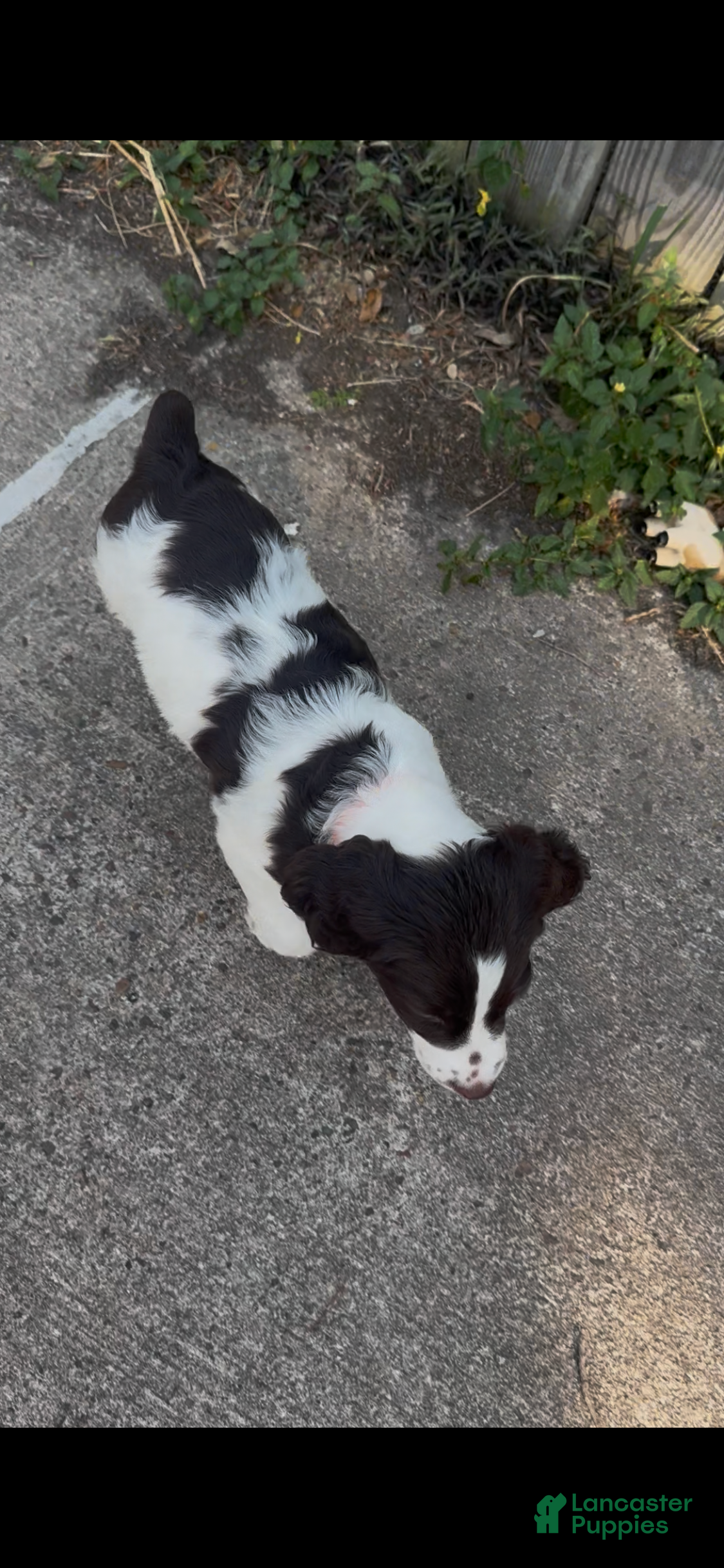 Brittany Spaniel dogs Gravy - Ad 2