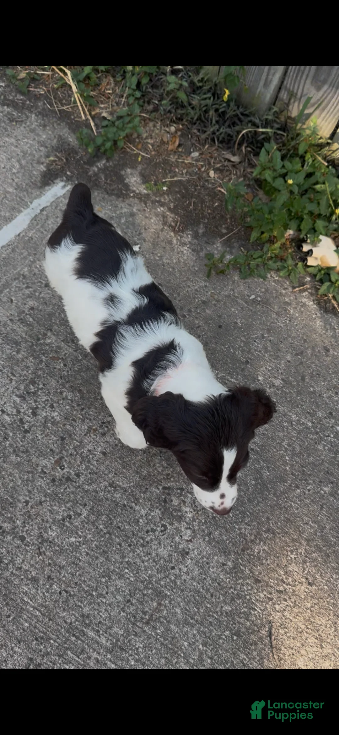 Brittany Spaniel dogs for sale: Gravy - Ad 2