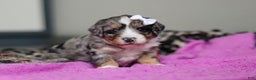 Mini Bernedoodle dogs for sale: Jewel - Ad 3