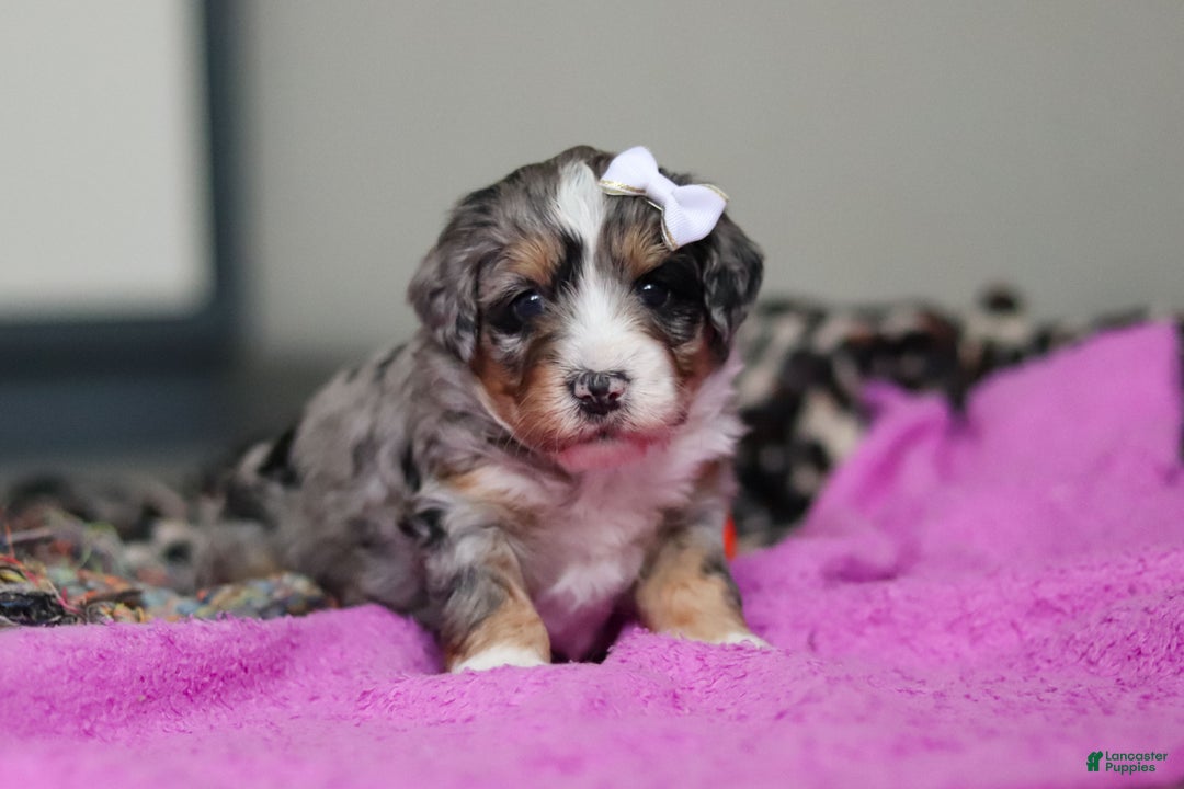 Mini Bernedoodle dogs for sale: Jewel - Ad 3